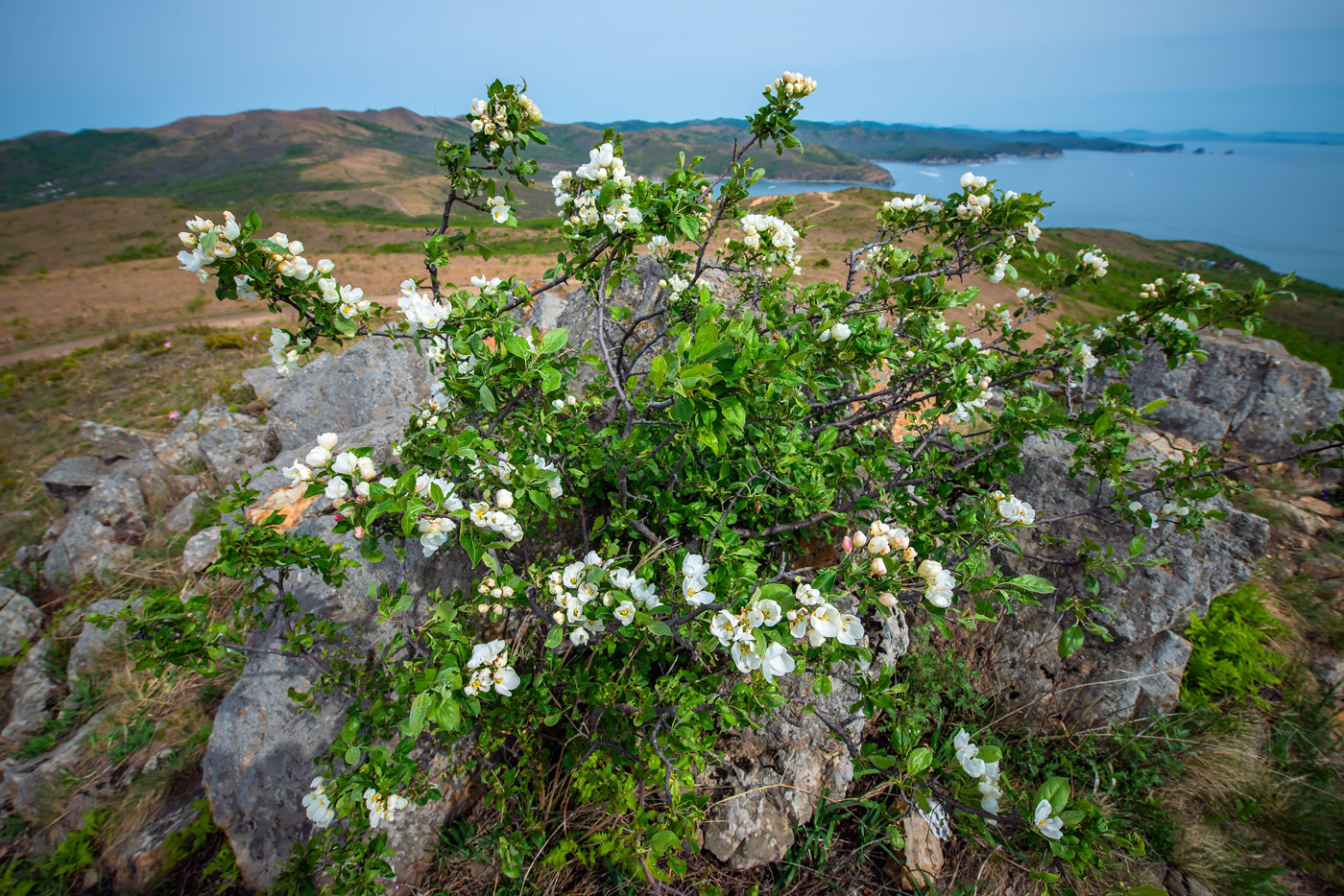 Изображение особи Malus mandshurica.