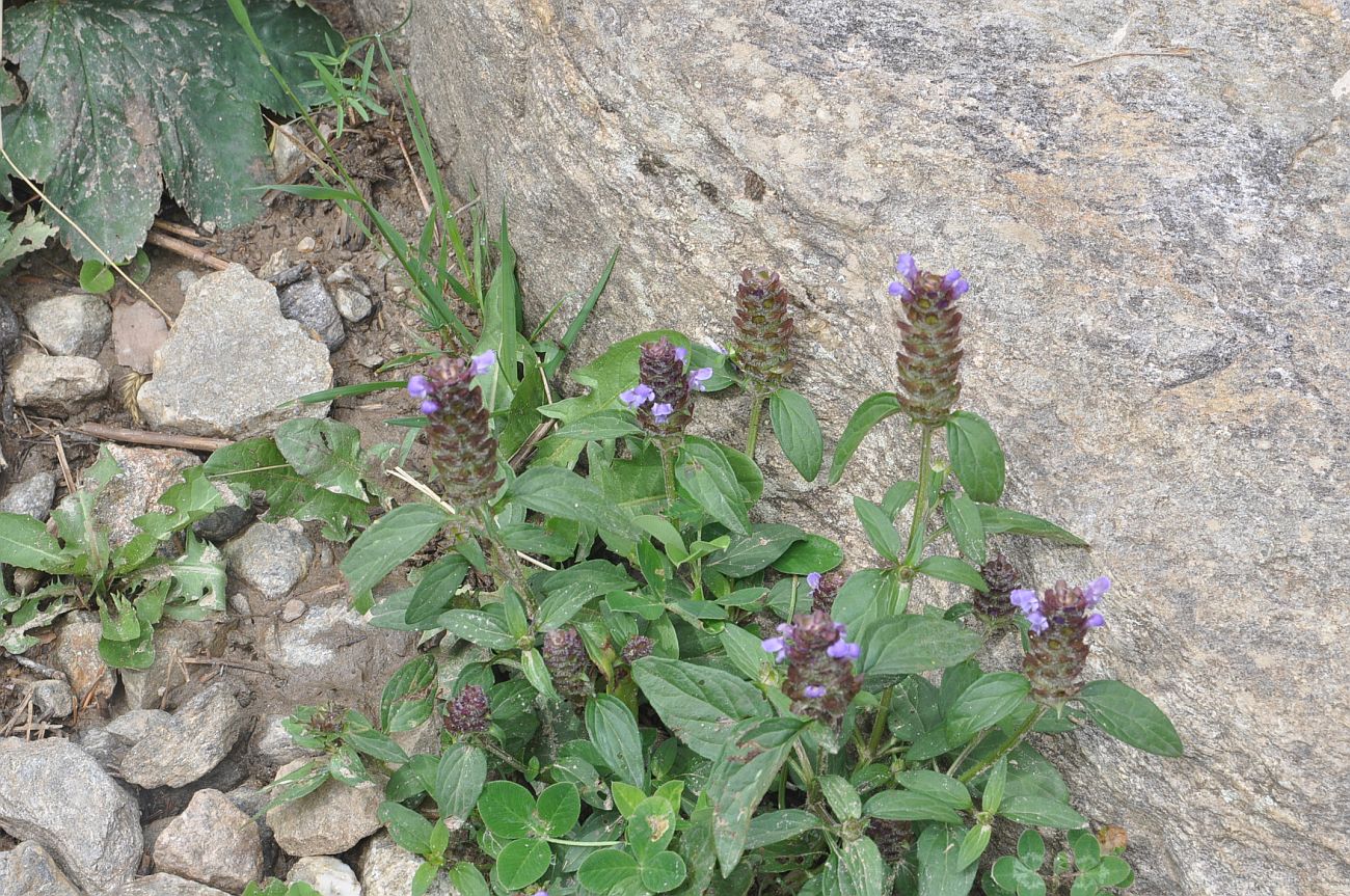 Изображение особи Prunella vulgaris.