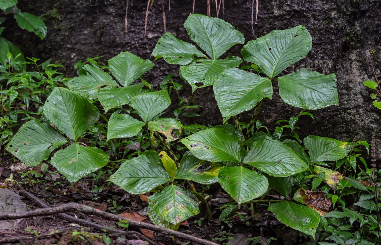 Изображение особи Arisaema ringens.