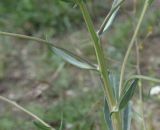 unknown species. Часть побега. Турция, ил Карс, окр. Ани, овраг Хачидзор. 28 мая 2025 г.