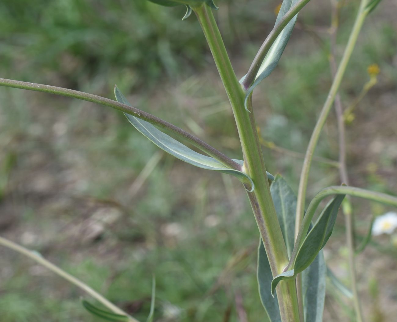 Image of Unknown species specimen.