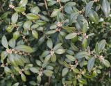 Buxus sempervirens. Ветви с листьями и почками. Волгоград, Красноармейский р-н. 27.03.2026.