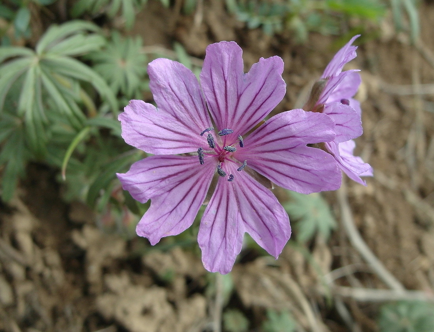 Image of Geranium transversale specimen.