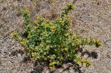 Scolymus hispanicus. Цветущее растение. Португалия, г. Лиссабон, пустырь. 08.08.2025.