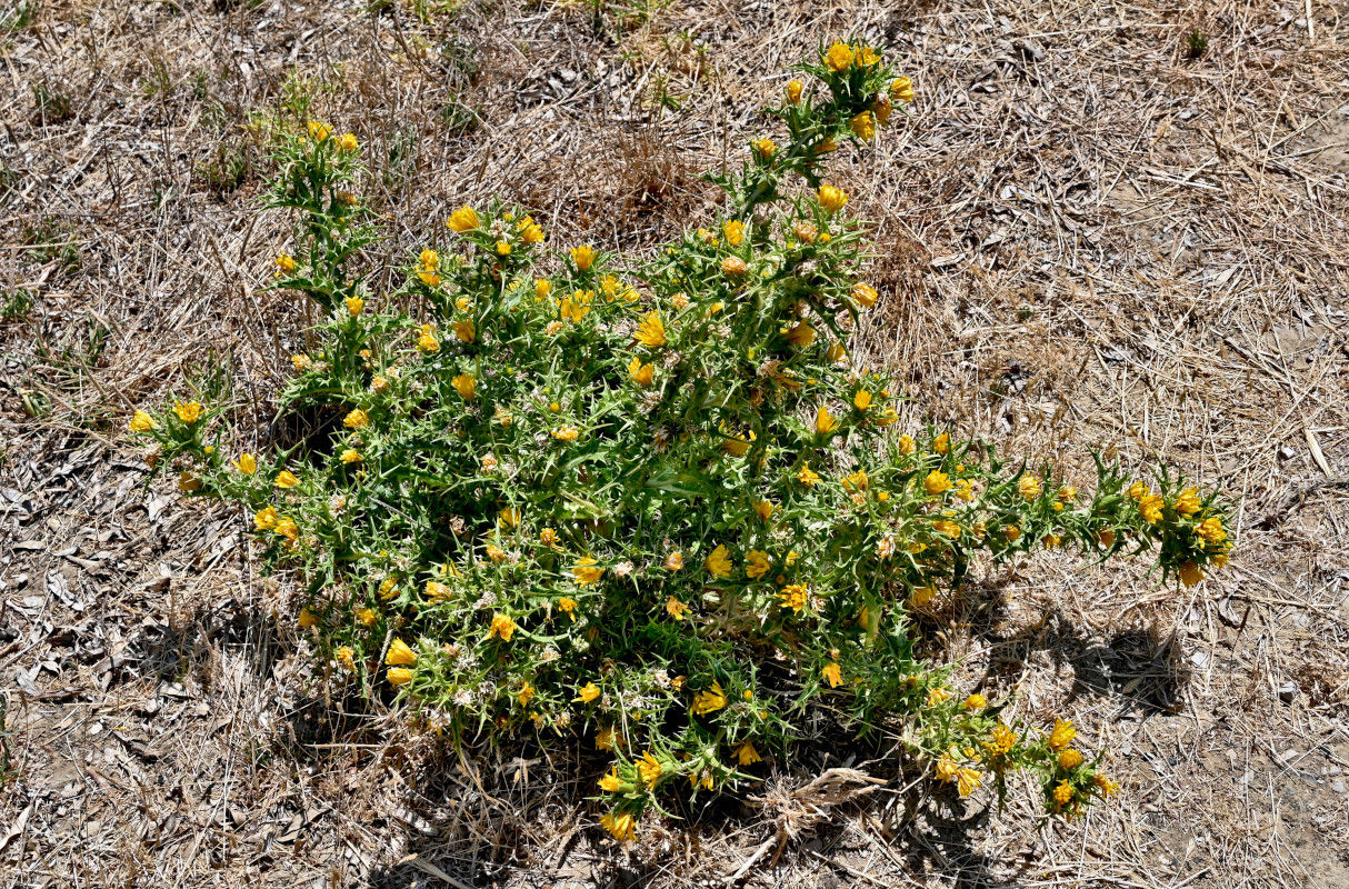 Изображение особи Scolymus hispanicus.