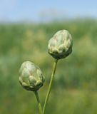 Rhaponticoides ruthenica