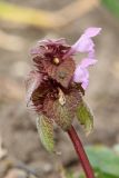 Lamium purpureum. Верхушка цветущего и плодоносящего растения. Ленинградская обл., Ломоносовский р-н, дер. Дубки, дачный участок, на грядке. 09.05.2026.