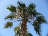 Washingtonia filifera. Крона цветущего растения. Турецкая Республика, пров. Анталья, г. Кемер (Türkiye Cumhuriyeti, il Antalya, Kemer); в городском озеленении. 04.06.2009.