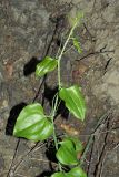 Smilax excelsa. Верхушка побега. Краснодарский край, окр. г. Адлер, широколиственный лес, обнажённый глинистый склон. 03.07.2024.