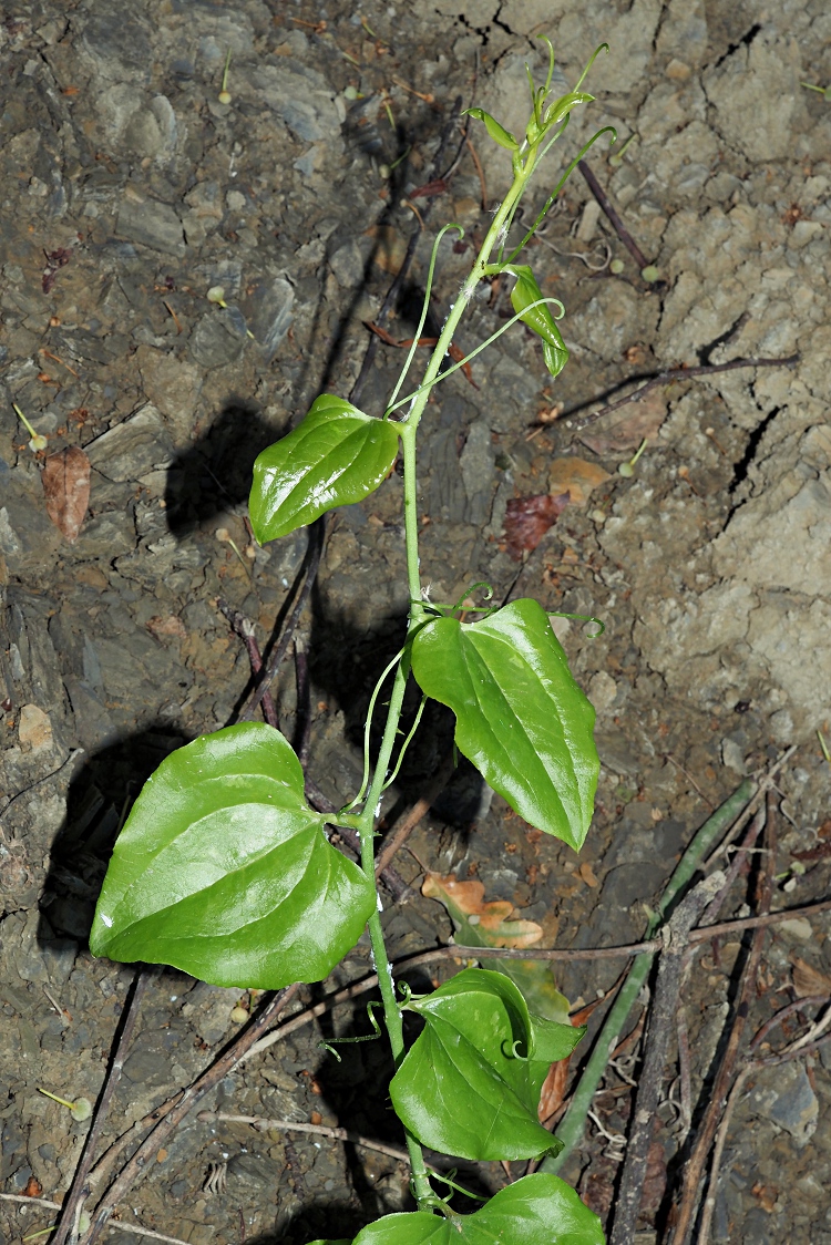 Image of Smilax excelsa specimen.