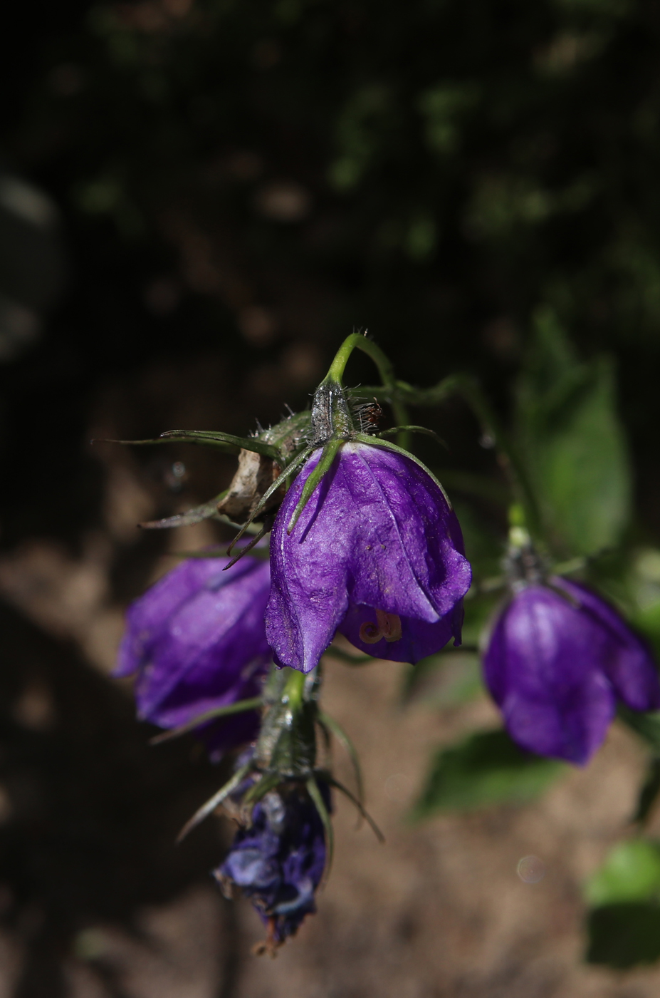 Image of Campanula pulla specimen.