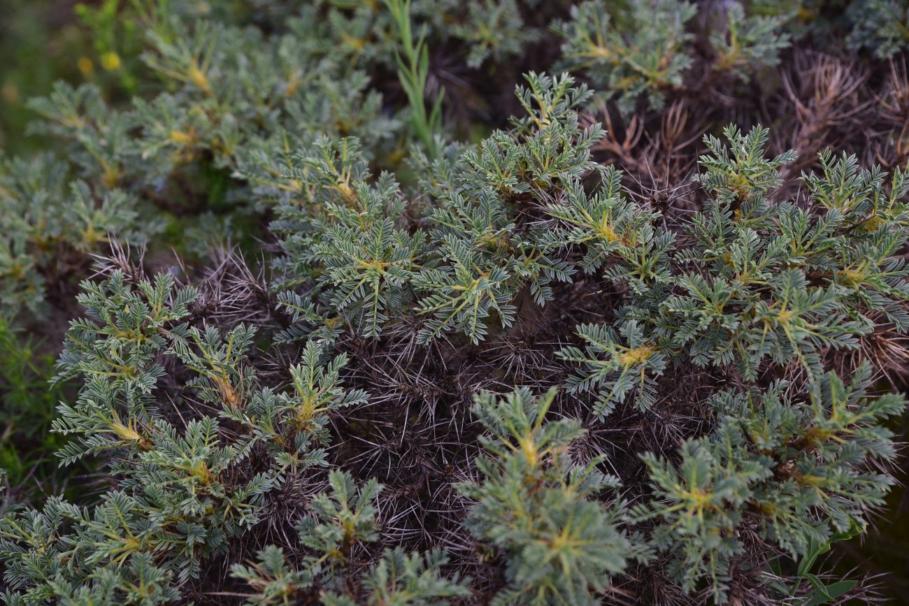 Image of genus Astragalus specimen.