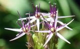Allium cristophii. Цветки. Узбекистан, г. Ташкент, Ботанический сад им. Ф.Н. Русанова, в культуре. 05.04.2026.