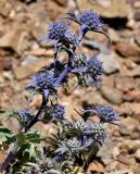 Eryngium dilatatum. Верхушка побега с соцветиями. Португалия, округ Бежа, окр. г. Карвальял, каменистый склон. 06.06.2026.