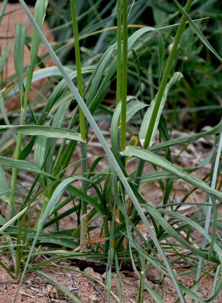 Image of Bromus magnus specimen.