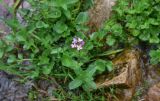 genus Cardamine. Верхушка цветущего растения (внизу растёт Mentha longifolia). Турция, ил Артвин, окр. дер. Кашикли 400 м ниже моста через р. Корпусу, левый борт долины, в ручье среди камней. 12 июня 2026 г.