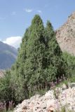 род Juniperus