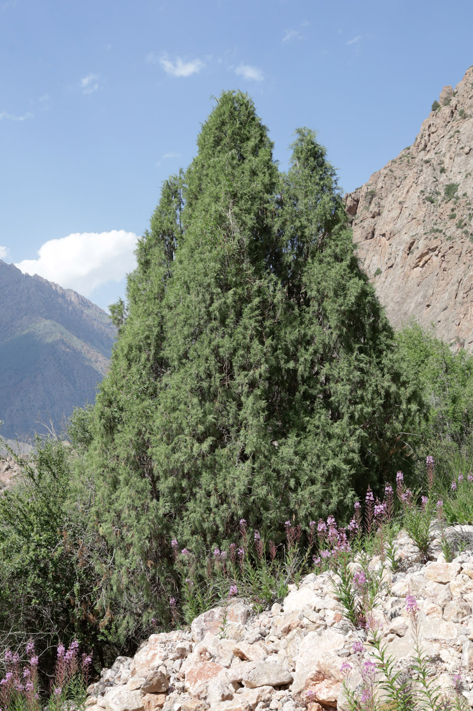 Изображение особи род Juniperus.