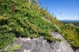 Juniperus davurica. Растение на камне. Приморский край, Спасский р-н, окр. с. Прохоры, остепнённое петрофитно-кустарниково-травяное сообщество на юго-западном склоне. 15.09.2026.