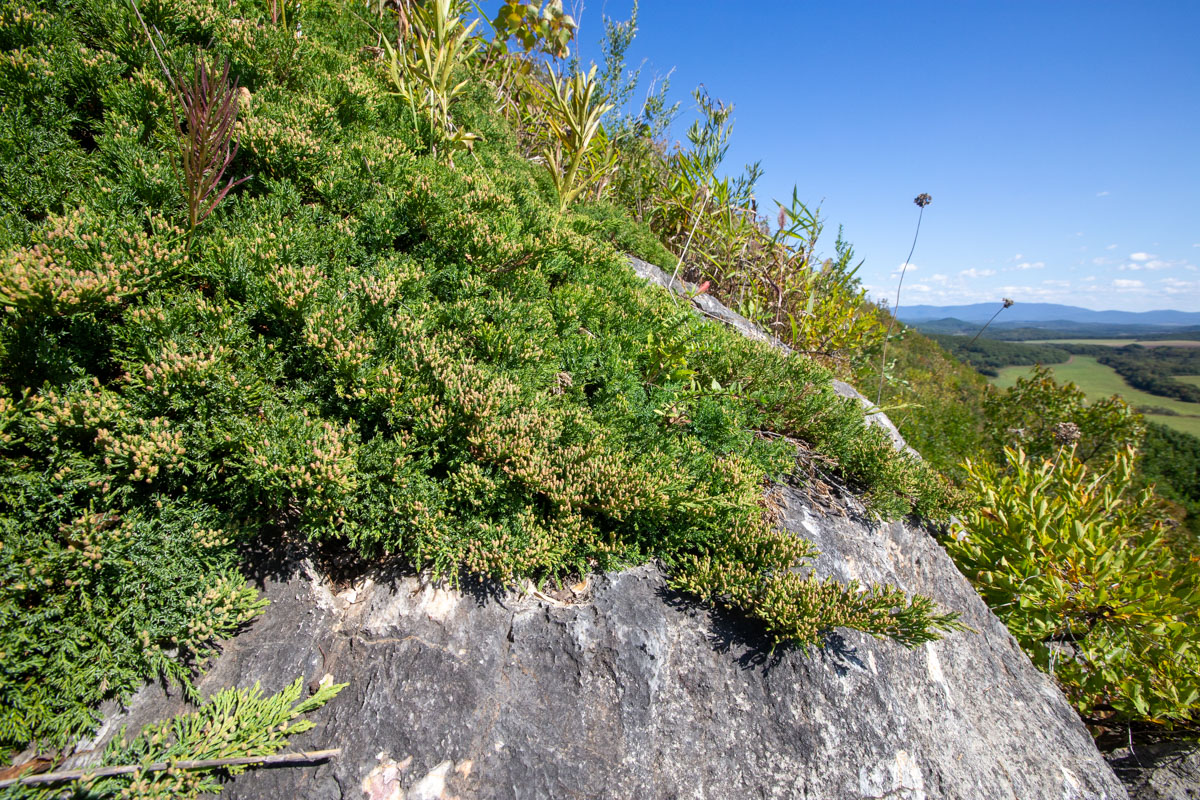 Image of Juniperus davurica specimen.
