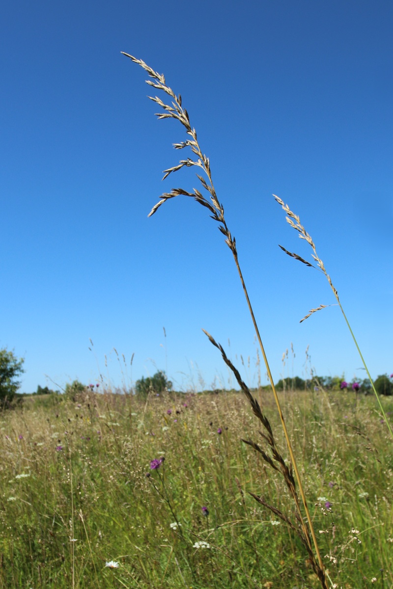 Image of Festuca arundinacea specimen.