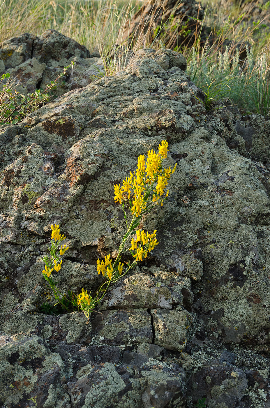 Image of Genista tinctoria specimen.