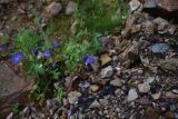 Aquilegia olympica. Верхушка цветущего растения. Турция, ил Артвин, р-н Юсуфели, окр. моста, выс. 1500 м н.у.м., каменистый берег притока в 200 м от устья. 14 июня 2026 г.
