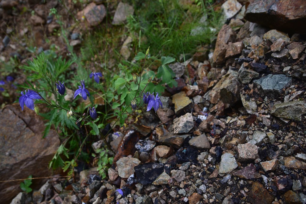 Image of Aquilegia olympica specimen.