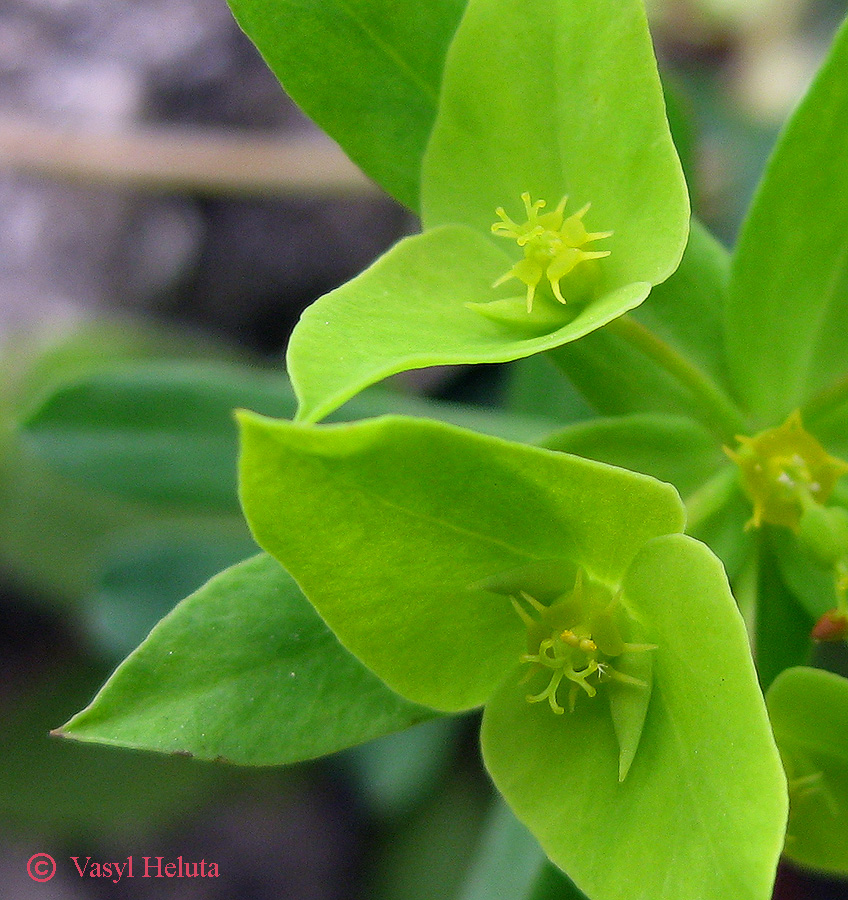 Изображение особи Euphorbia taurinensis.