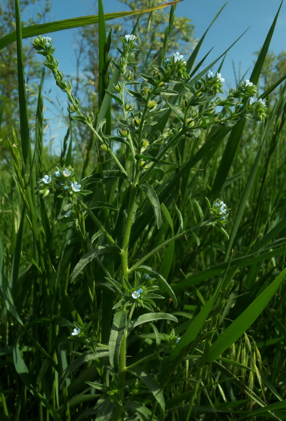 Изображение особи Lappula squarrosa.