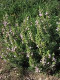 Salvia scabiosifolia. Цветущее растение. ЮВ Крым, окр. пос. Коктебель, хр. Биюк-Янышар. 8 июня 2011 г.