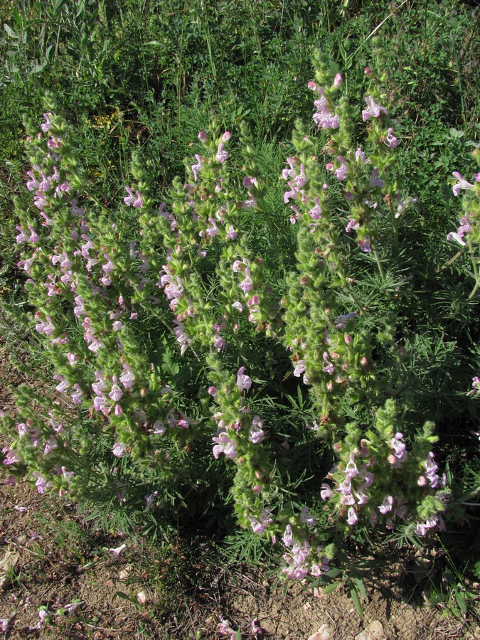 Image of Salvia scabiosifolia specimen.