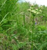 Chaerophyllum prescottii