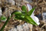 Viola arvensis