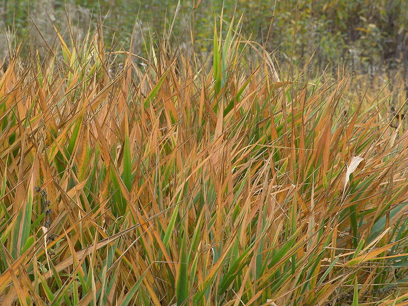 Изображение особи Phragmites australis.