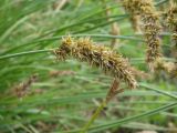 Carex laevissima