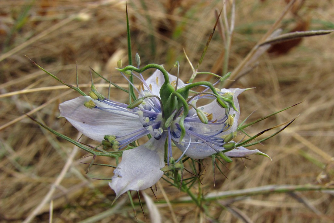 Изображение особи Nigella elata.