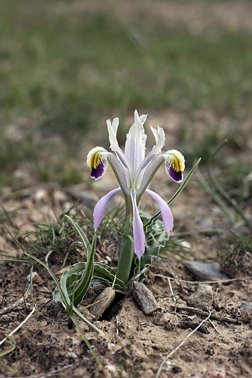 Image of Juno narbutii specimen.