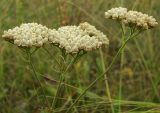 Achillea nobilis