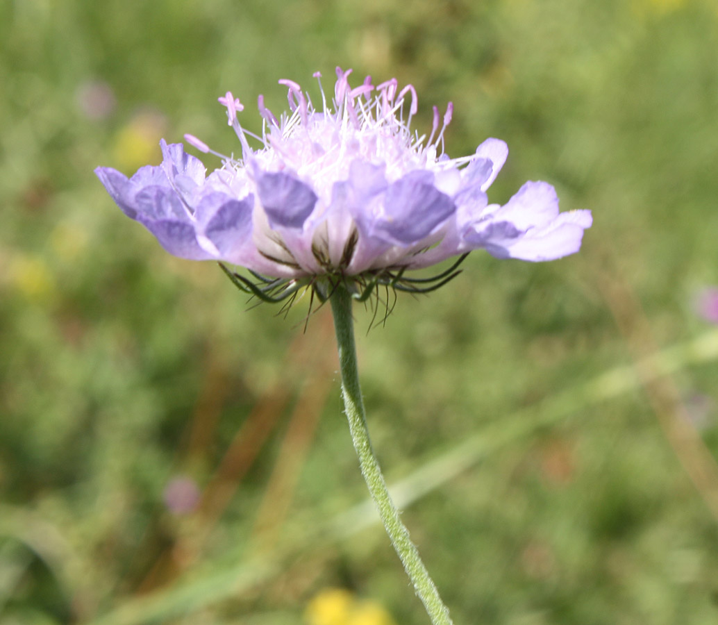 Изображение особи Scabiosa columbaria.