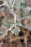 genus Artemisia. Лист. Таджикистан, заповедник \"Тигровая балка\", кордон \"Дарё-Куль\". 16.04.2011.