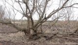 Salix gmelinii. Кустарник весной. Окр. Архангельска, 15.05.2011.