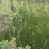 Equisetum variegatum