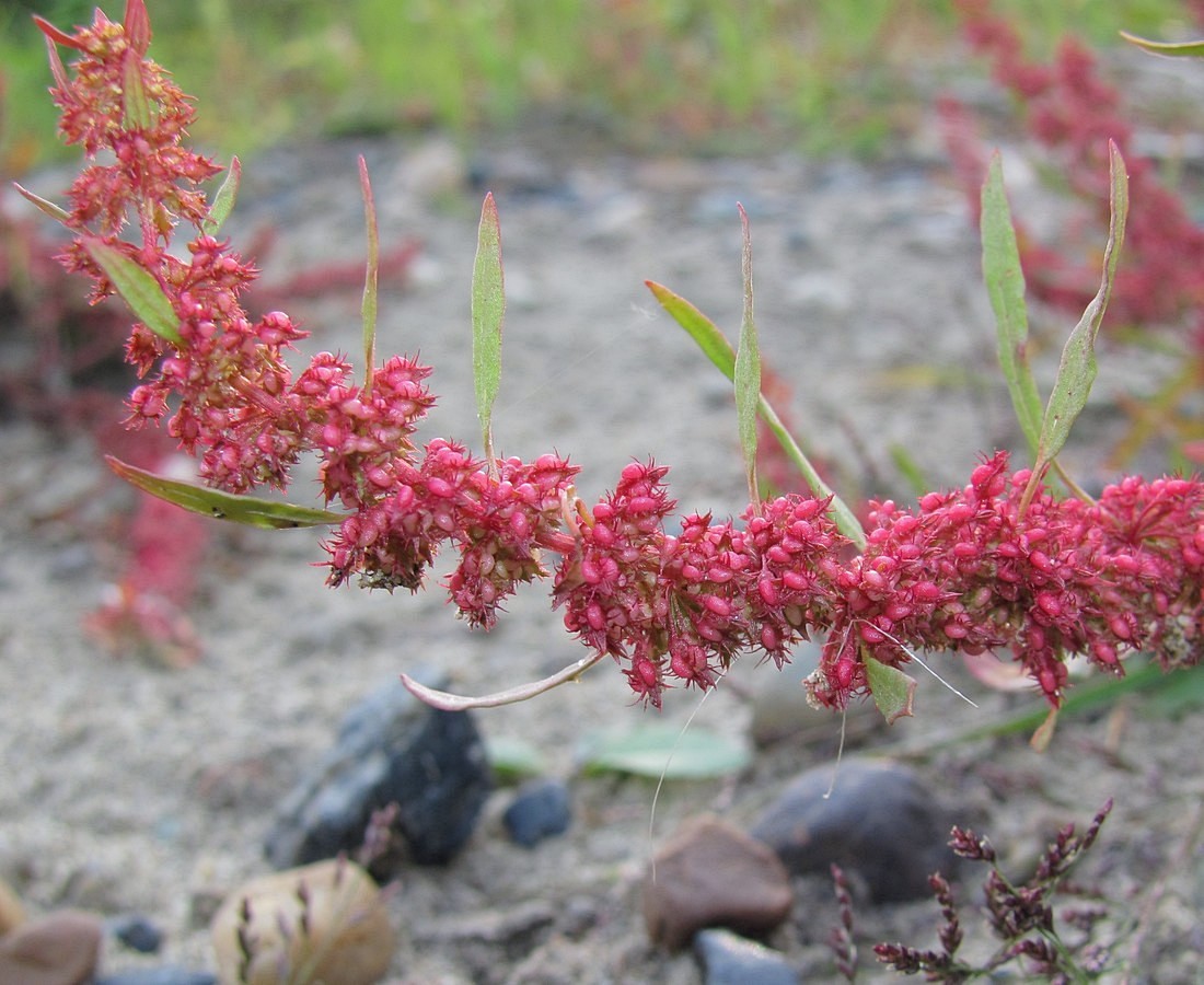 Изображение особи Rumex ucranicus.