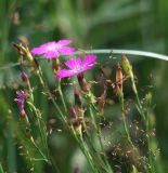 Dianthus pratensis. Верхушка цветущего растения. Московская обл., Раменский р-н, окр. дер. Хрипань, просека под ЛЭП. 08.07.2011.
