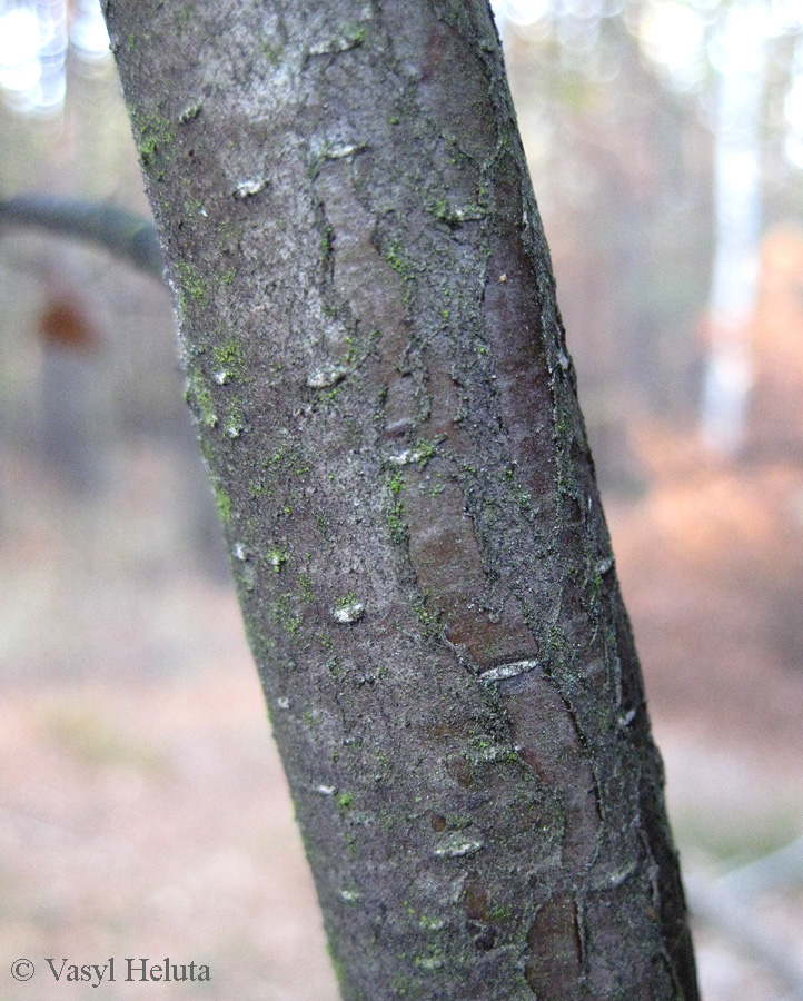 Изображение особи Betula kotulae.