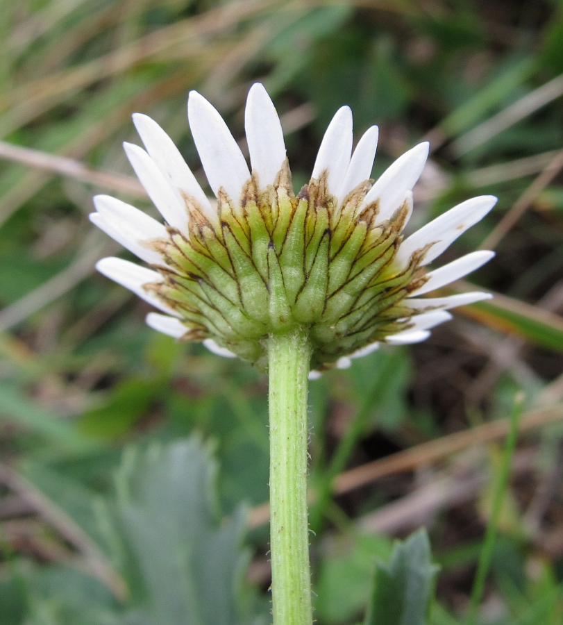 Изображение особи Leucanthemum ircutianum ssp. crassifolium.