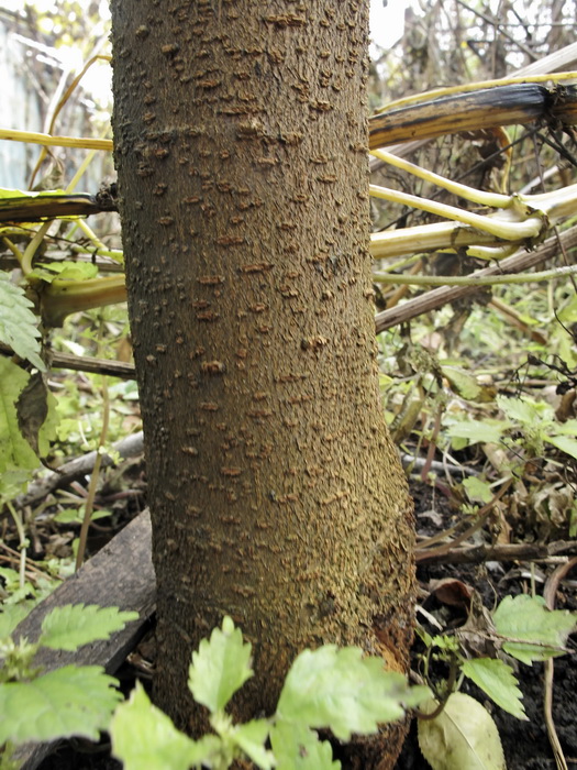 Image of Morus alba specimen.