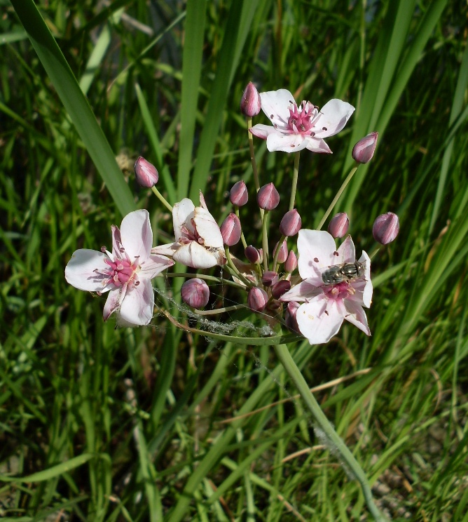 Изображение особи Butomus umbellatus.