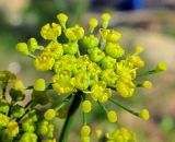 Foeniculum vulgare. Часть соцветия. Испания, Страна Басков, Арратия, сельское поселение Сеанури, в культуре. Ноябрь 2011 г.